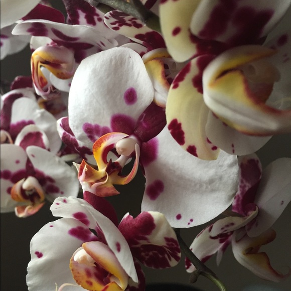 Not For Sale - Picture 3 of 4